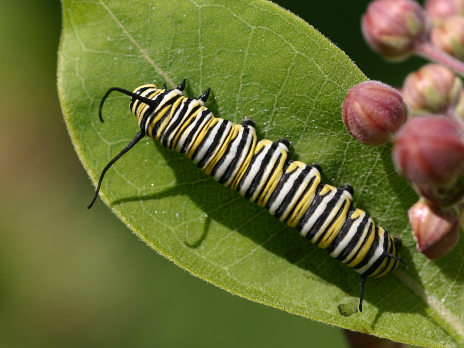 A Monarch caterpillar, a yellow, black and white striped caterpillar, on a green leaf near small pink-purple flower buds.