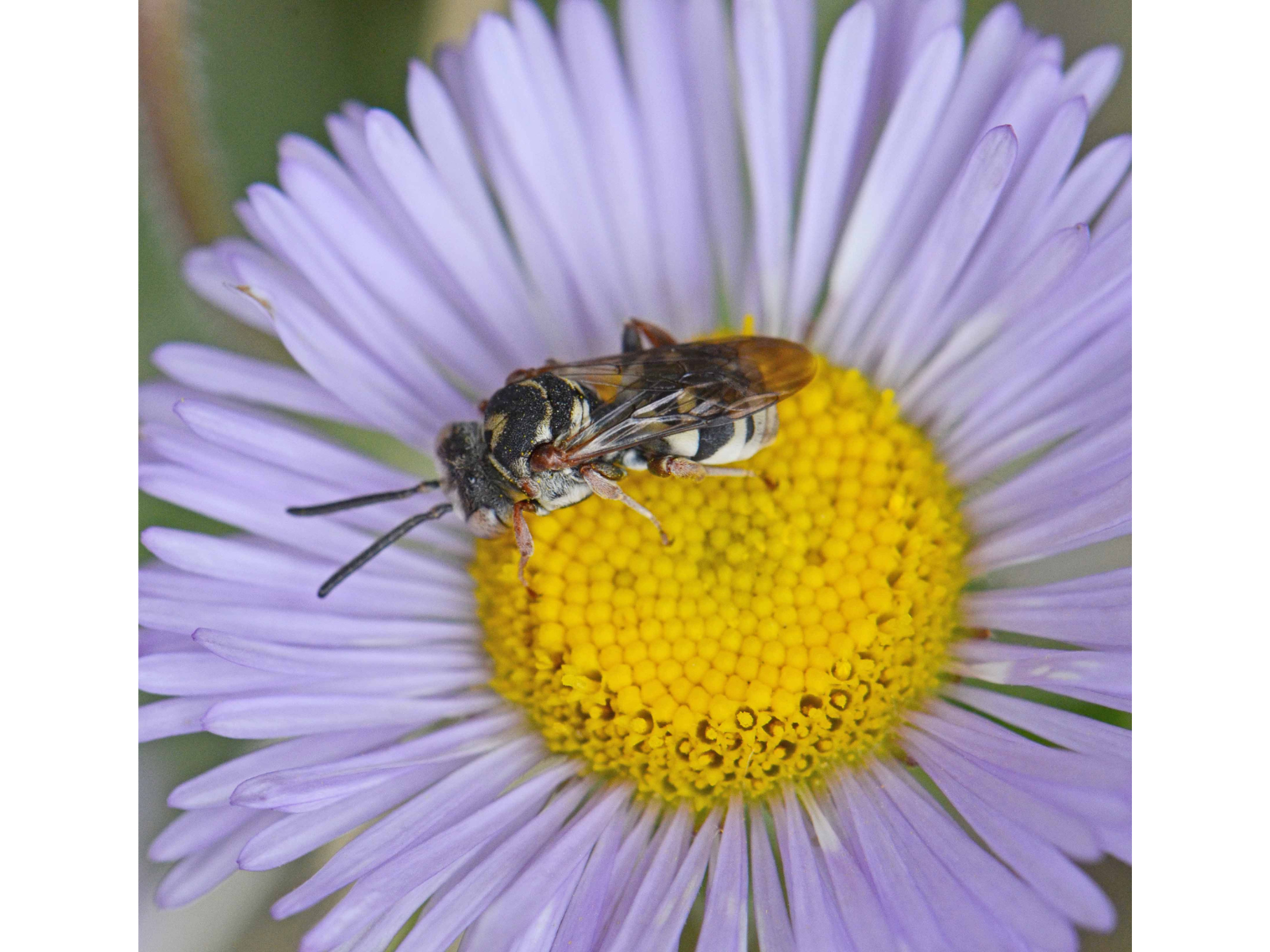 Close-up on a striped insect on the yellow centre of a flower. The many thin petals are a pale purple-white.