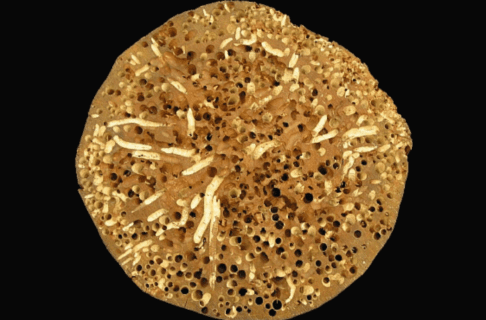 Photograph through a microscope of a round section of wood with lots of holes boring into it.