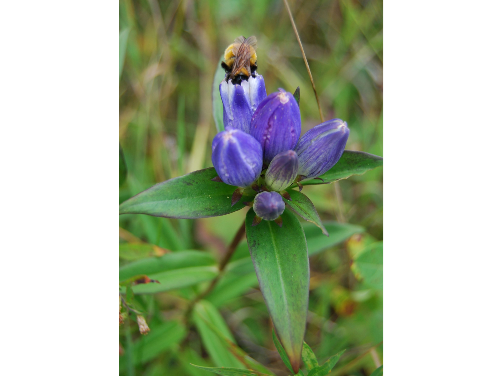 Close-up on a flower with a cluster of blue tubular flowers, with a bumble bee prying into one of them.