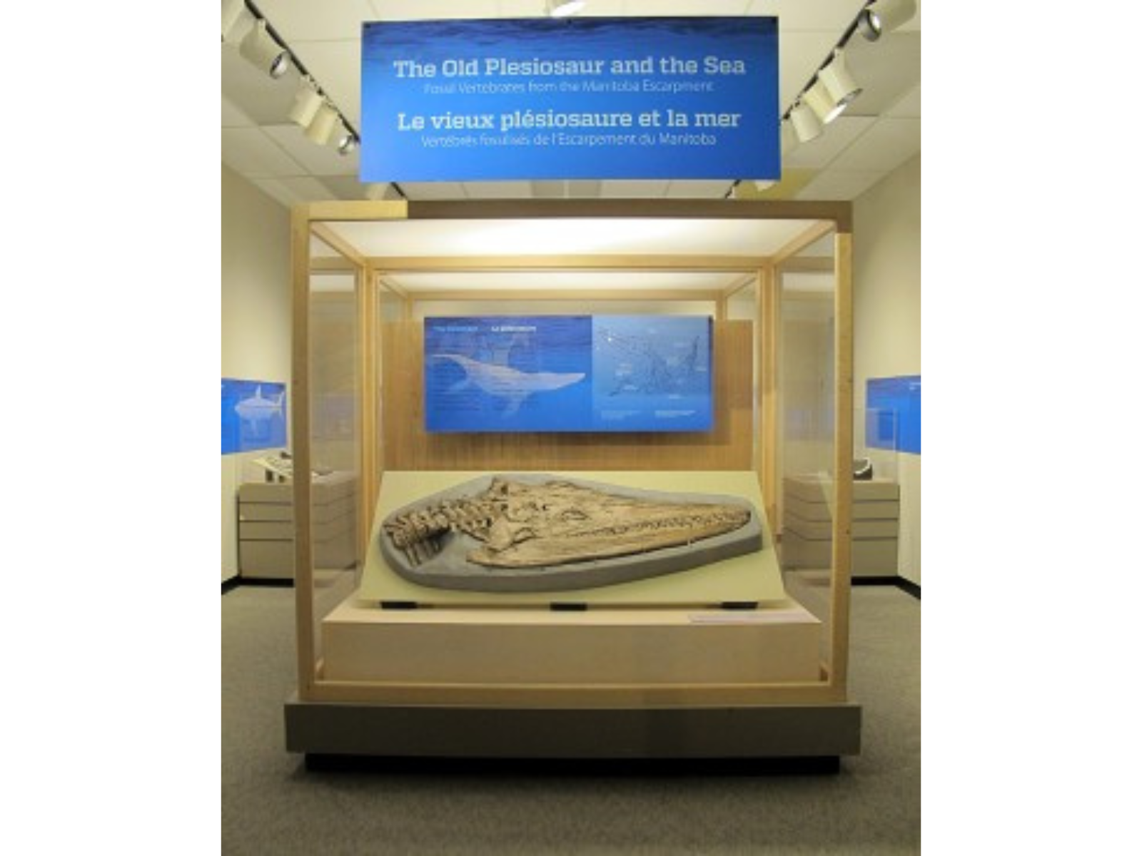 Looking into the entrance of an exhibit room. A large plesiosaur skull is in a display case beneath a sign reading, "The Old Plesiosaur and the Sea".