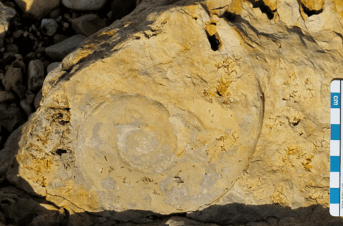 Close-up of a swirled Maclurina manitobensis fossil in a rock.