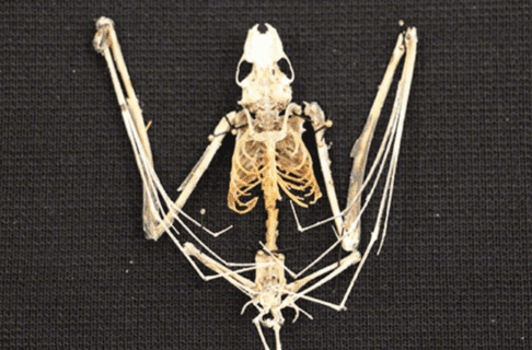 A complete bat skeleton on a black surface.