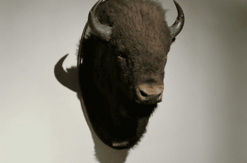 A mounted bison head hanging on a wall.