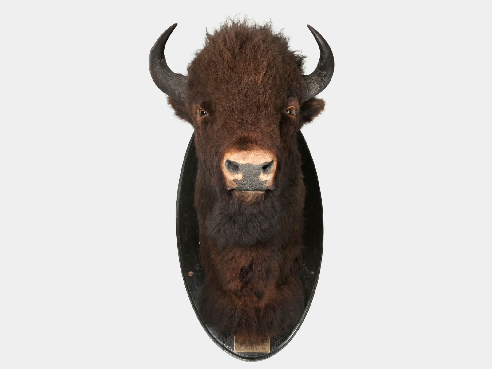 Close-up of a mounted bison head.