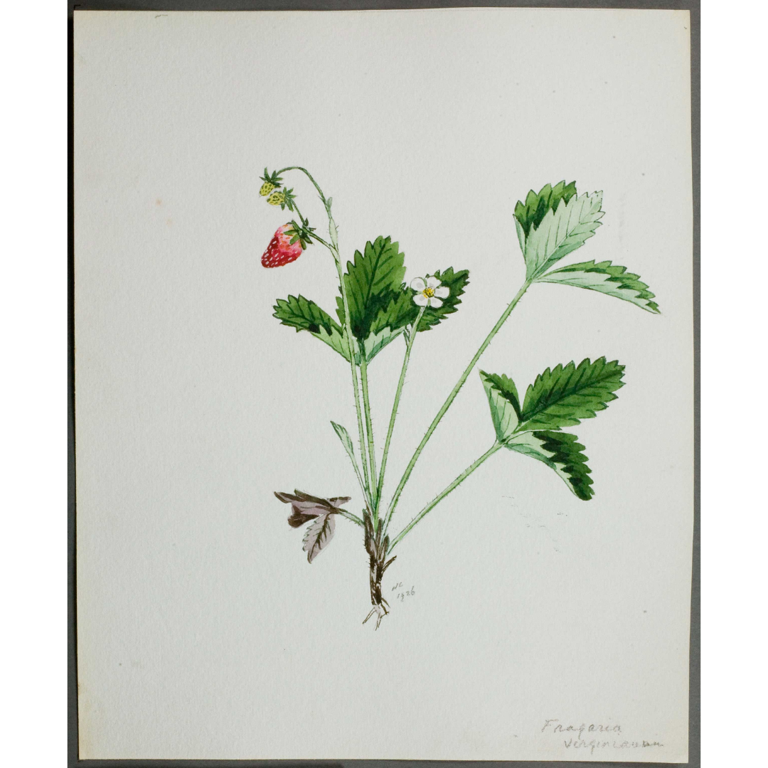 A watercolour illustration of a strawberry plant showing the leaves, flowers, immature fruits (seeds), and a ripened strawberry.