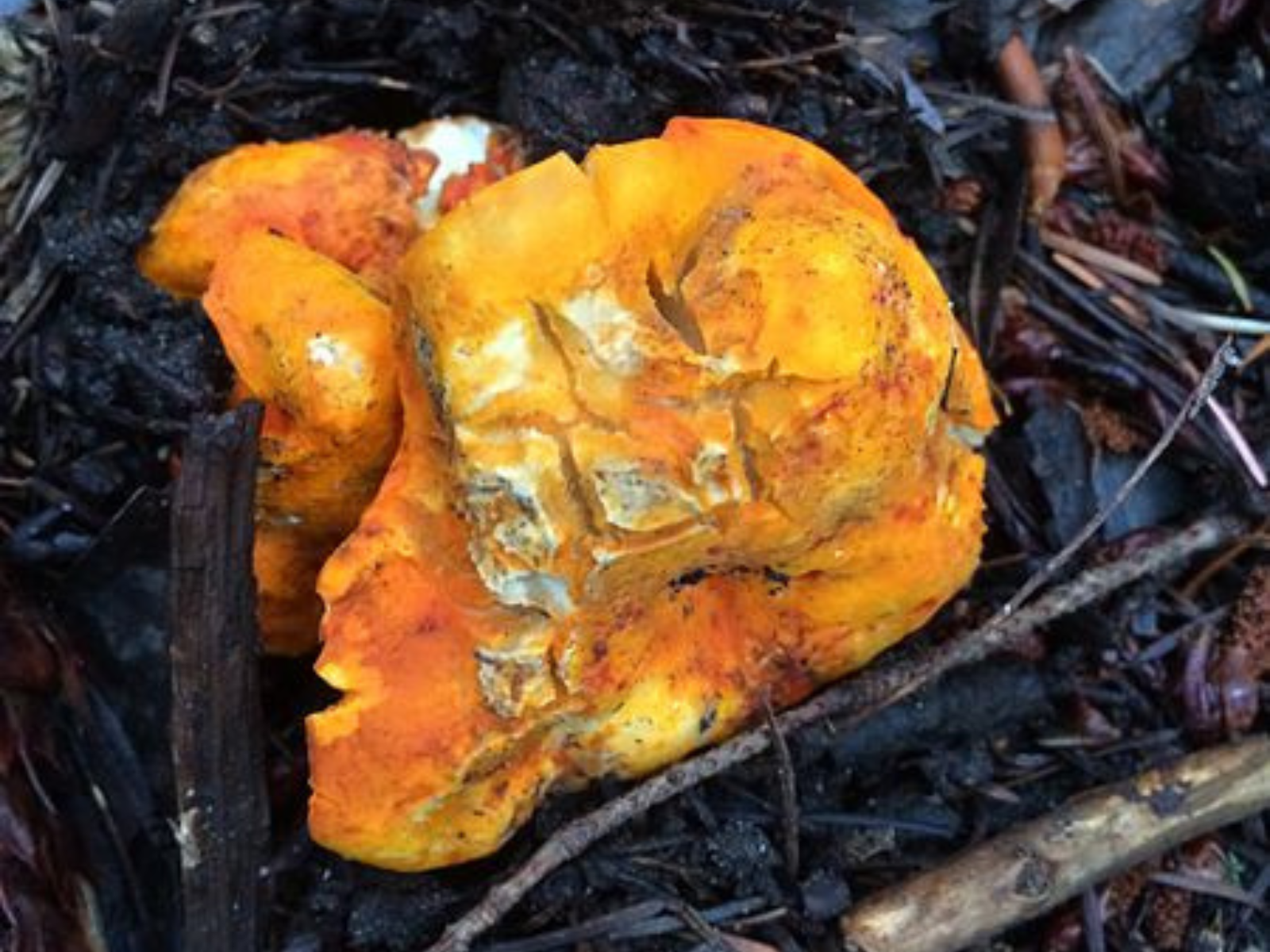 An orange mushroom growing in dark damp earth near sticks, pinecones, and rotting leaves.