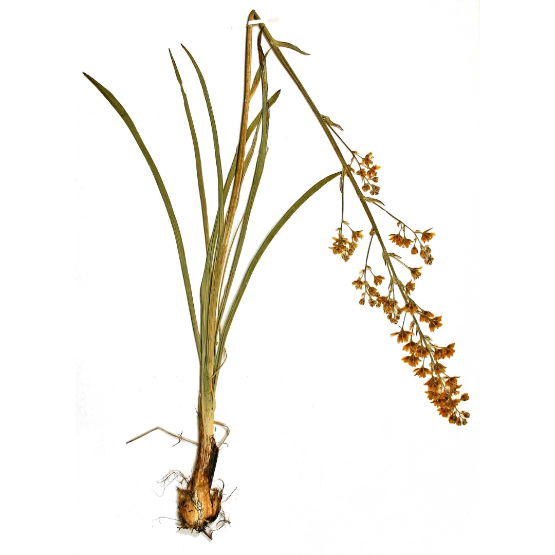 A dried plant specimen laid flat and partially folded down to conserve space on a white surface. Long thin leaves grew from the base of the plant where there is a good sized bulb, and clusters of small orange flowers grew along the top portion.