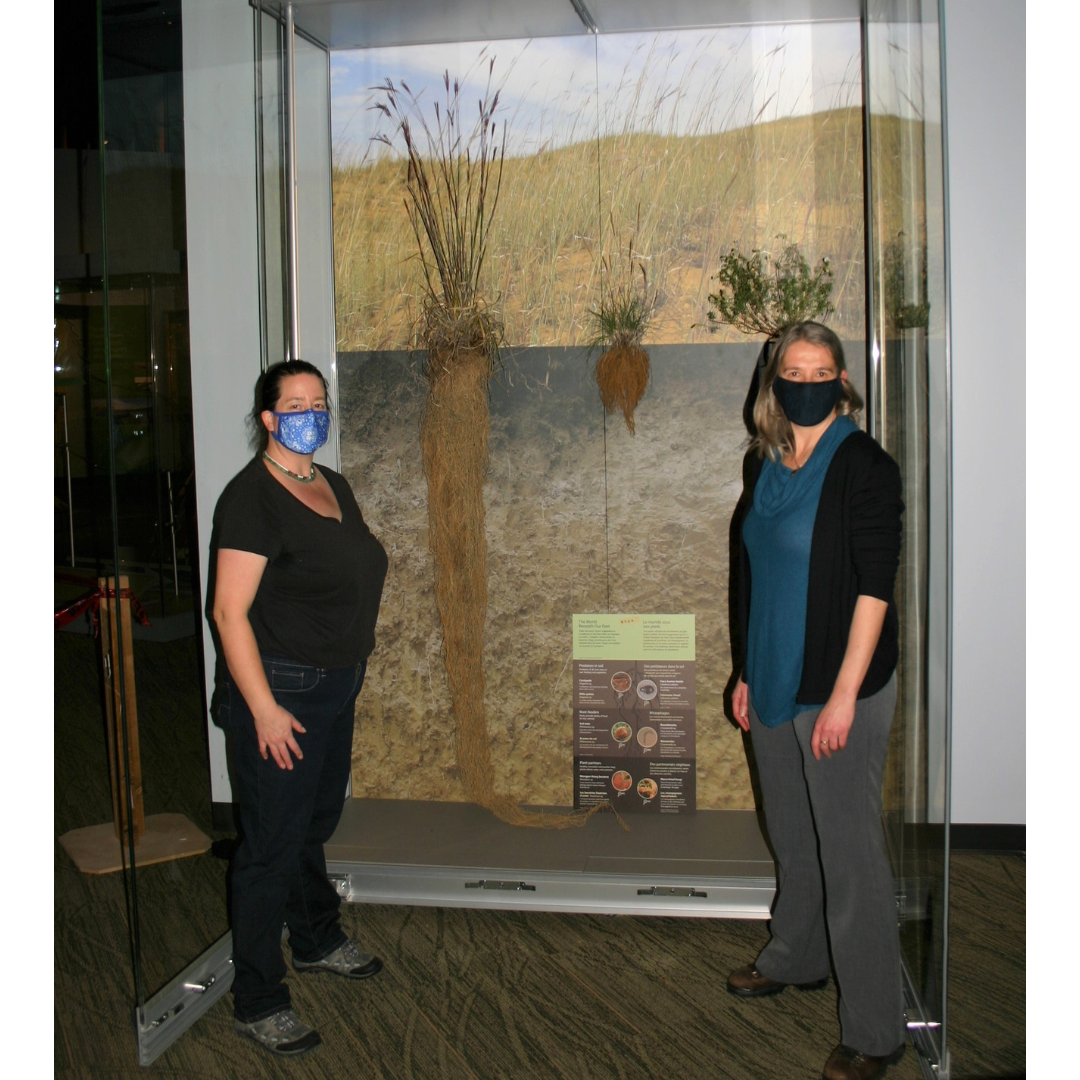 Two individuals wearing face masks standing either side of an open display case containing three grass and root system specimens.