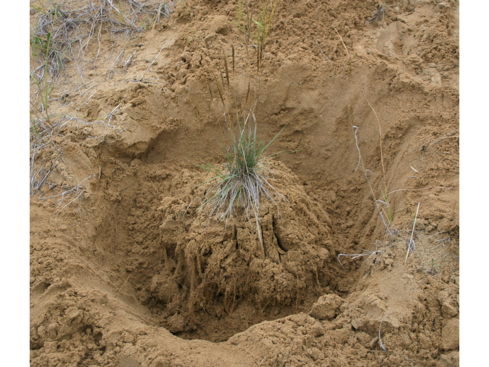 A partially excavated June Grass specimen, with a trough dug around the root system in sandy soil.