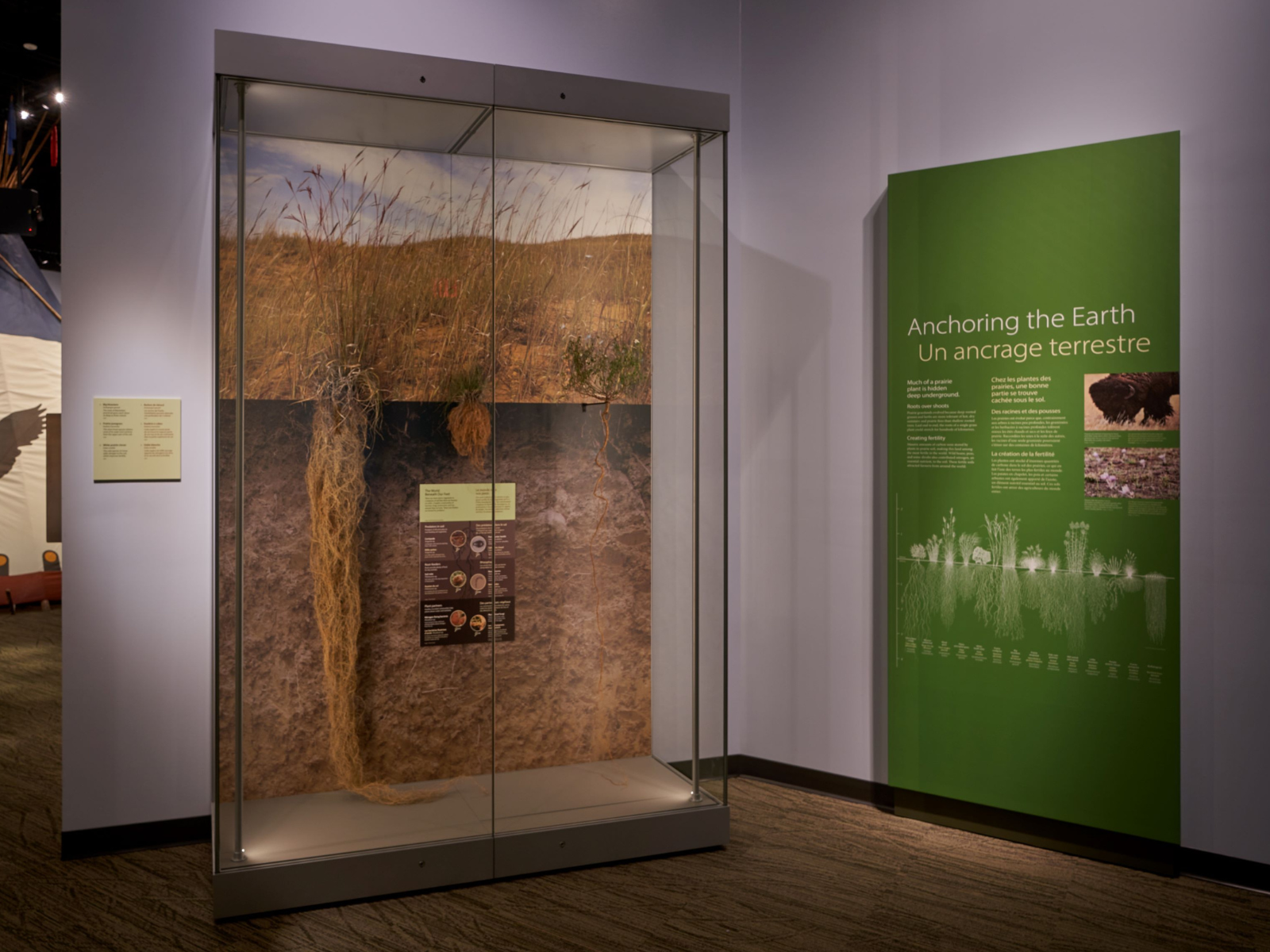 A display case containing three grass specimens with intact root systems of varying lengths next to a green text panel titled "Anchoring the Earth".