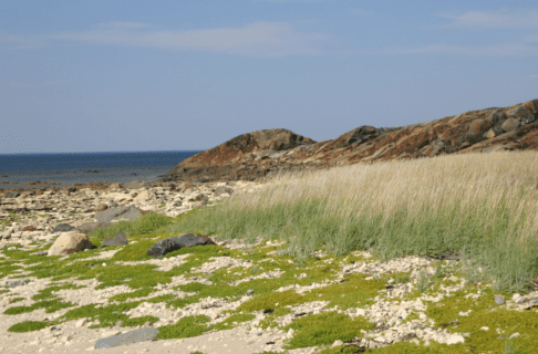Photograph of a rocky and grassy shoreline with reddish-brown rocks in the background.