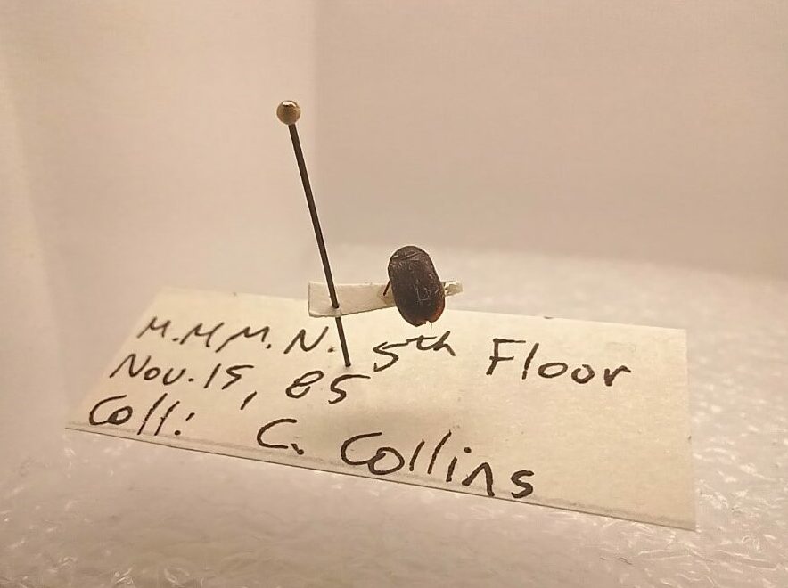 A small dark-coloured beetle attached to a scrap of paper that is pinned through a specimen label.