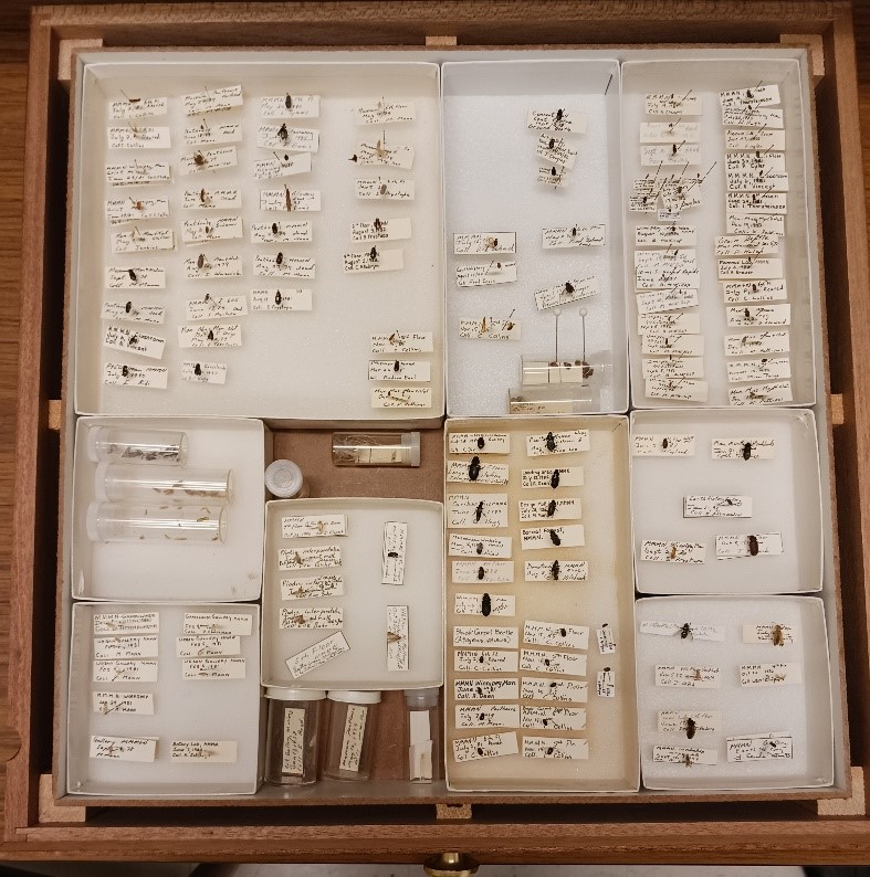 Looking down into a drawer containing boxes and tubes of bugs and insects with appropriate labels.