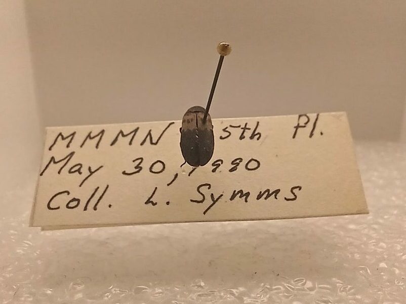 A small dark-coloured beetle pinned through a specimen label.