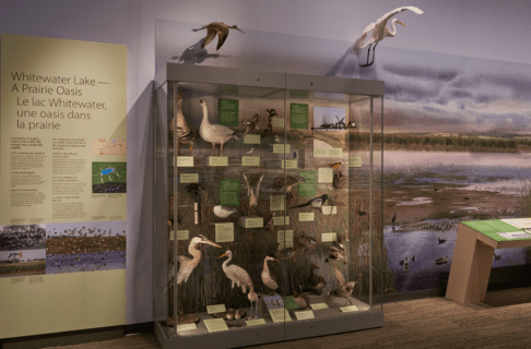 Museum display case in the Manitoba Museum Prairies Gallery containing specimens of many different kinds of bird. Beside the display case is a descriptive text panel titled, “Whitewater Lake–A Prairie Oasis”.