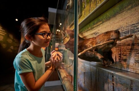 A child looking closely into a glass display case containing a beaver with a stick in its mouth.