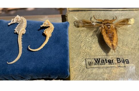On the left, two sea horse specimens on a blue pillow. On the right, of comparable size to the seahorses, a large bug specimen with an oval, hard-shelled body, wings, and large pincers.