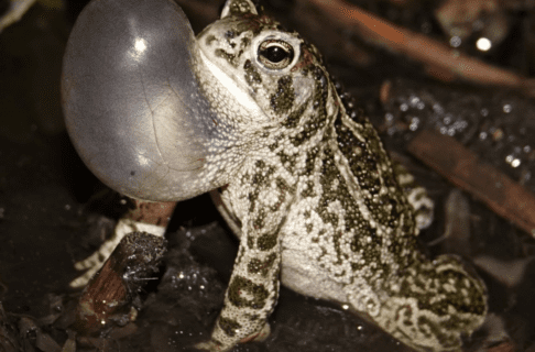 A Great Plains toad mostly emerged from shallow water with an expanded clear-pink vocal sac.