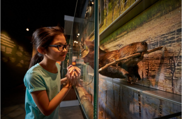 A girl standing in front of a glass display of an animal gallery.