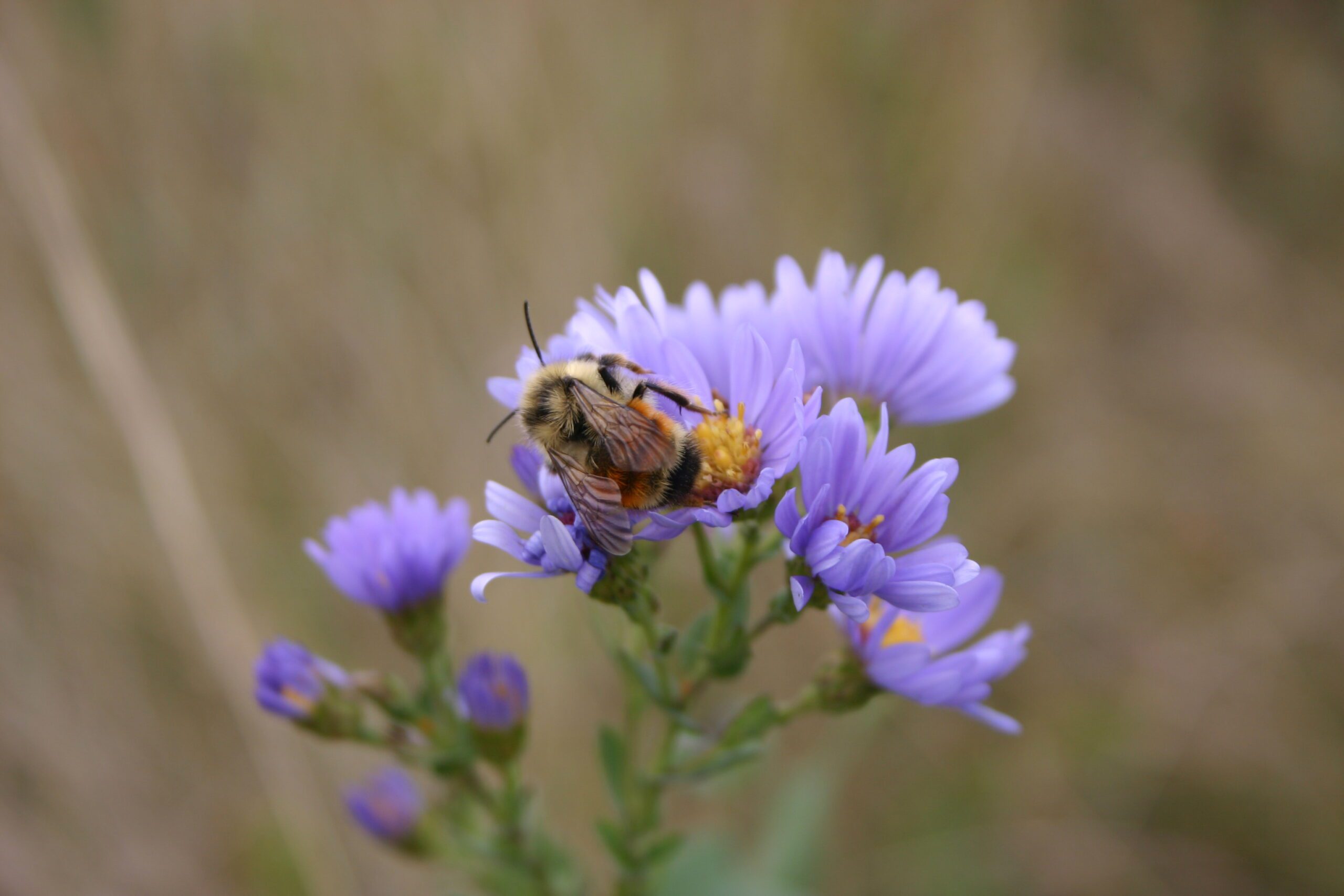 A bumblebee on a small light blue-purple flower.
