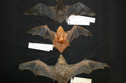 Three bat specimens with their wings extended lying on a dark surface. The top bat is a dark brown, the middle bat a reddish-orange, and the bottom bat a lighters brown with some silver. Identification labels are tied to a foot of each.