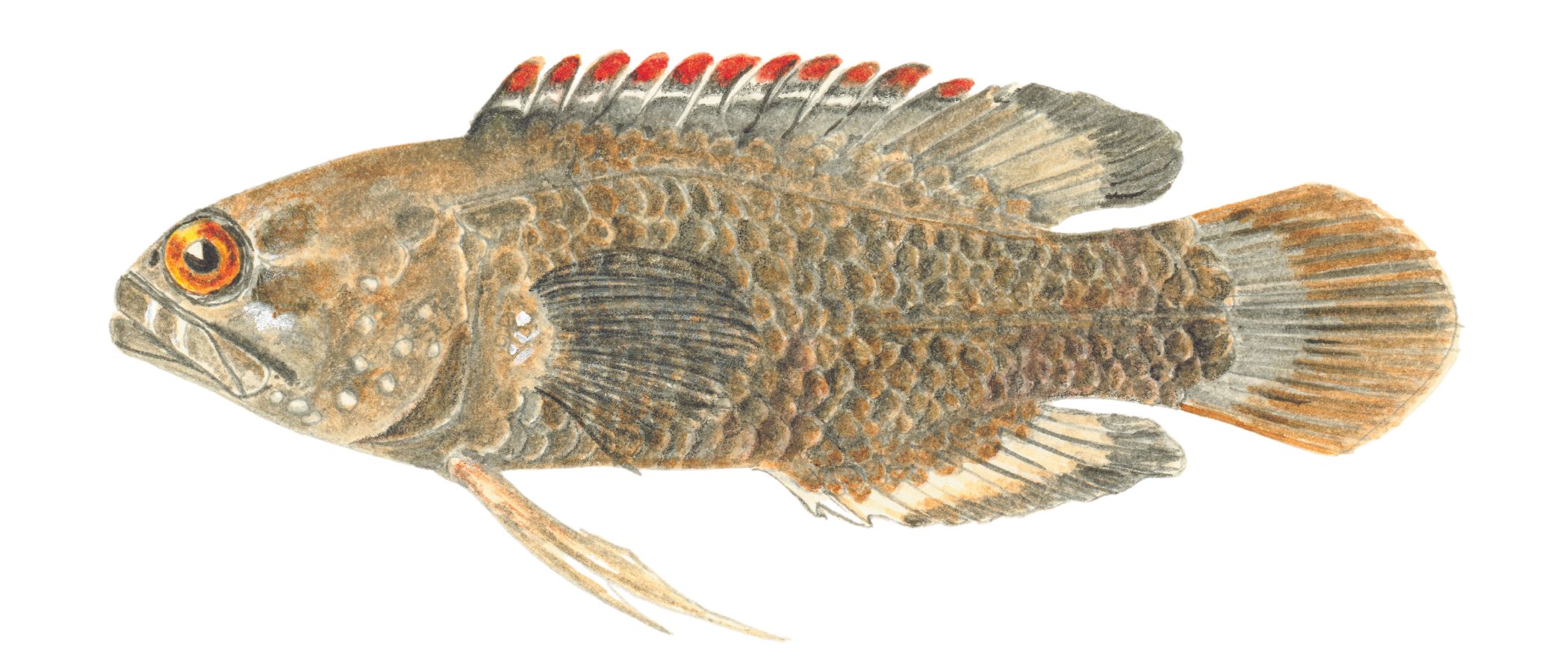 Pencil crayon illustration of a fish grey-beige fish in profile. The upper back fins have reddish-orange tips, and the end of the tail is faintly orange.