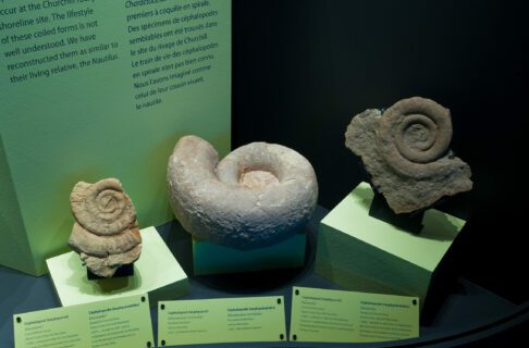 Three fossil specimens of coiled nautiloid cephalopods in a Museum display case with small descriptive labels in front of each of them.