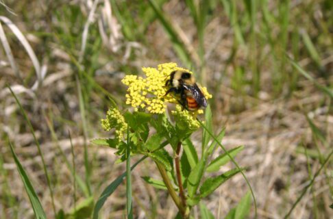 A bumblebee on a Golden Alexander plant, tiny yellow flowers clustered close together.