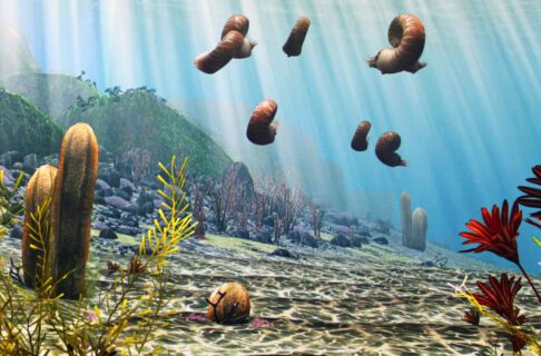An animated underwater scene featuring corals, sponges, seaweeds, and sea creatures, including coiled, snail-like nautiloids swimming through the water across the centre of the frame.
