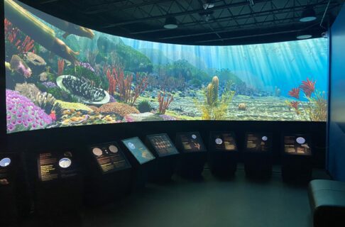A large, curved screen displaying an animated underwater scene of corals, sponges, seaweeds, and sea creatures. At the base of the screen is a series of display cases containing viewing portals for fossils and descriptive text.