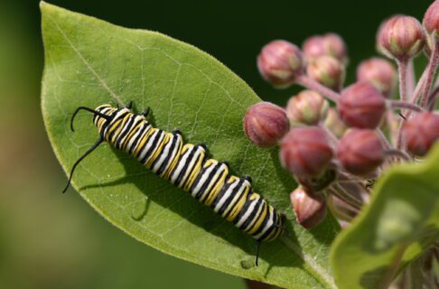 A Monarch caterpillar, a yellow, black and white striped caterpillar, on a green leaf near small pink-purple flower buds.