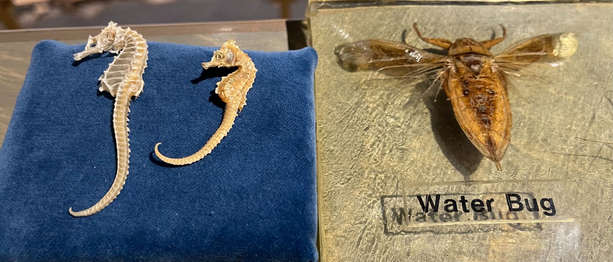 On the left, two sea horse specimens on a blue pillow. On the right, of comparable size to the seahorses, a large bug specimen with an oval, hard-shelled body, wings, and large pincers.