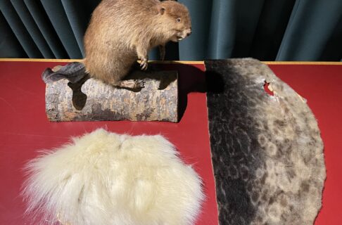 A beaver specimen posed on a cut of a log. Laid out in front of it is a section of long white fur (polar bear). To the right is a section of short, smooth, grey-brown fur (ringed seal).
