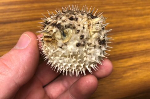 Someone’s hand holding a small, inflated blowfish specimen.