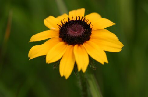 Close-up photograph of a yellow petaled flower with a dark centre. Black-eyed Susan.