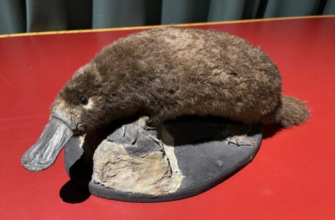 A platypus specimen posted on a rock-like base. A furry, brown creature, with an extended, rounded, flat beak.