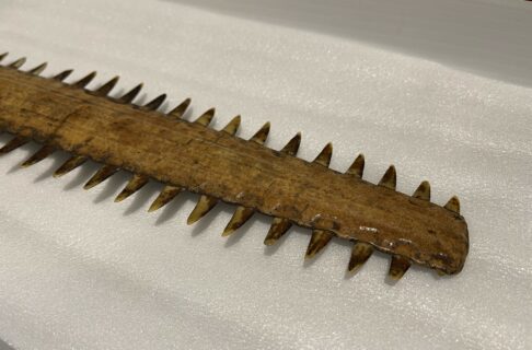 The top portion of a sawfish rostrum. The blade-like snout has ridged “teeth” along the edges.