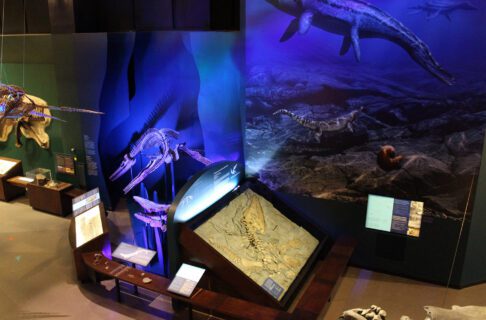 Museum exhibits viewed from above show skeletons of a variety of extinct creatures.
