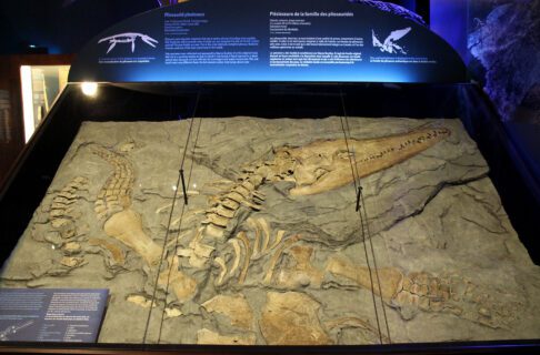 A glass case exhibits the skeleton of a large carnivorous marine reptile, laid out as though it is lying in layered sedimentary bedrock.