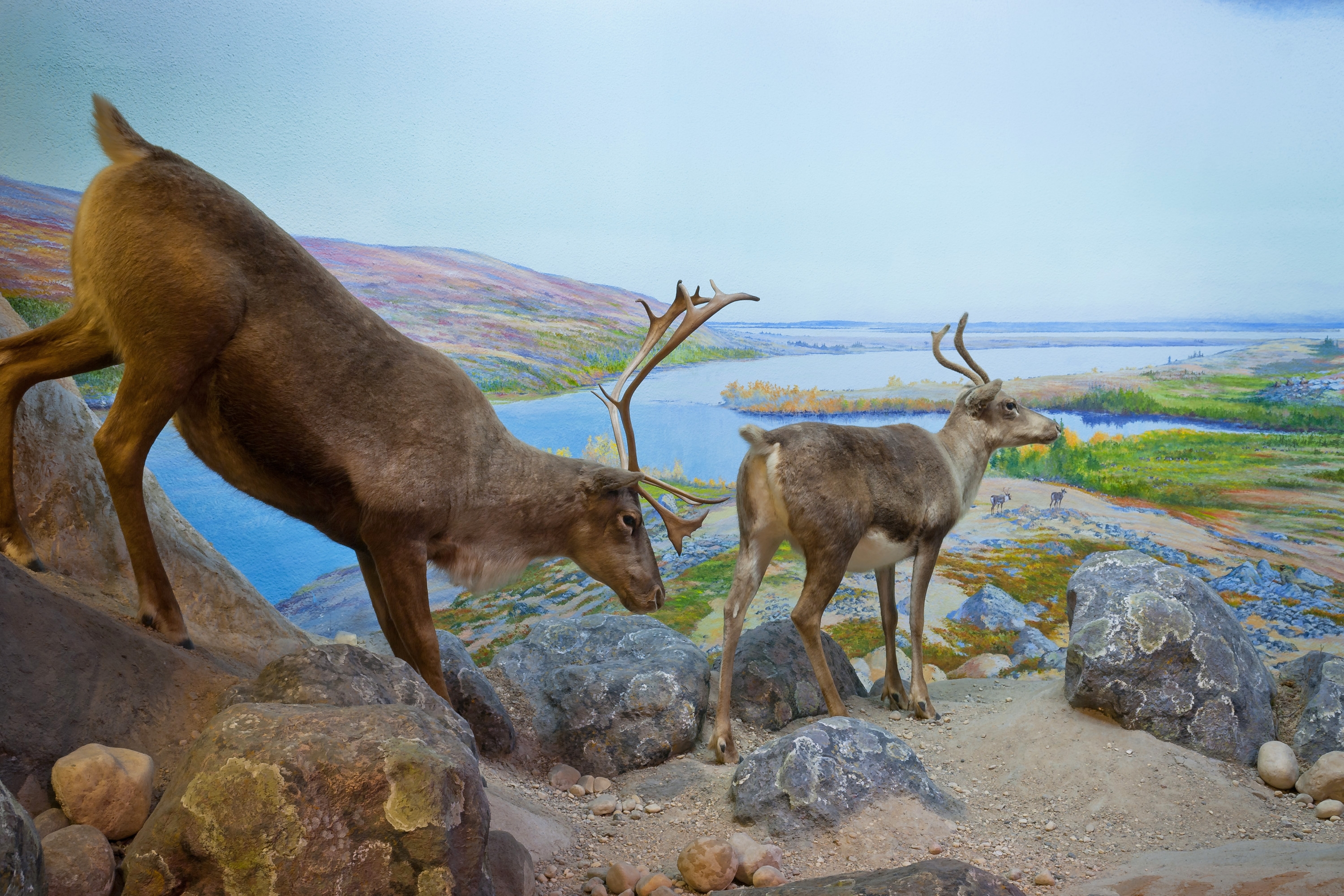 Diorama of two caribou walking on lichen-covered rocks and gravel on an esker in front of a painted subarctic landscape with a lake and lichen-heath plant communities in the background.