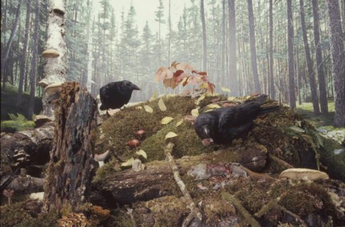 Diorama of two ravens perched on the forest floor, surrounded by rocks, flowering plants, lichens, mosses, fungi, and both living and decomposing animals.