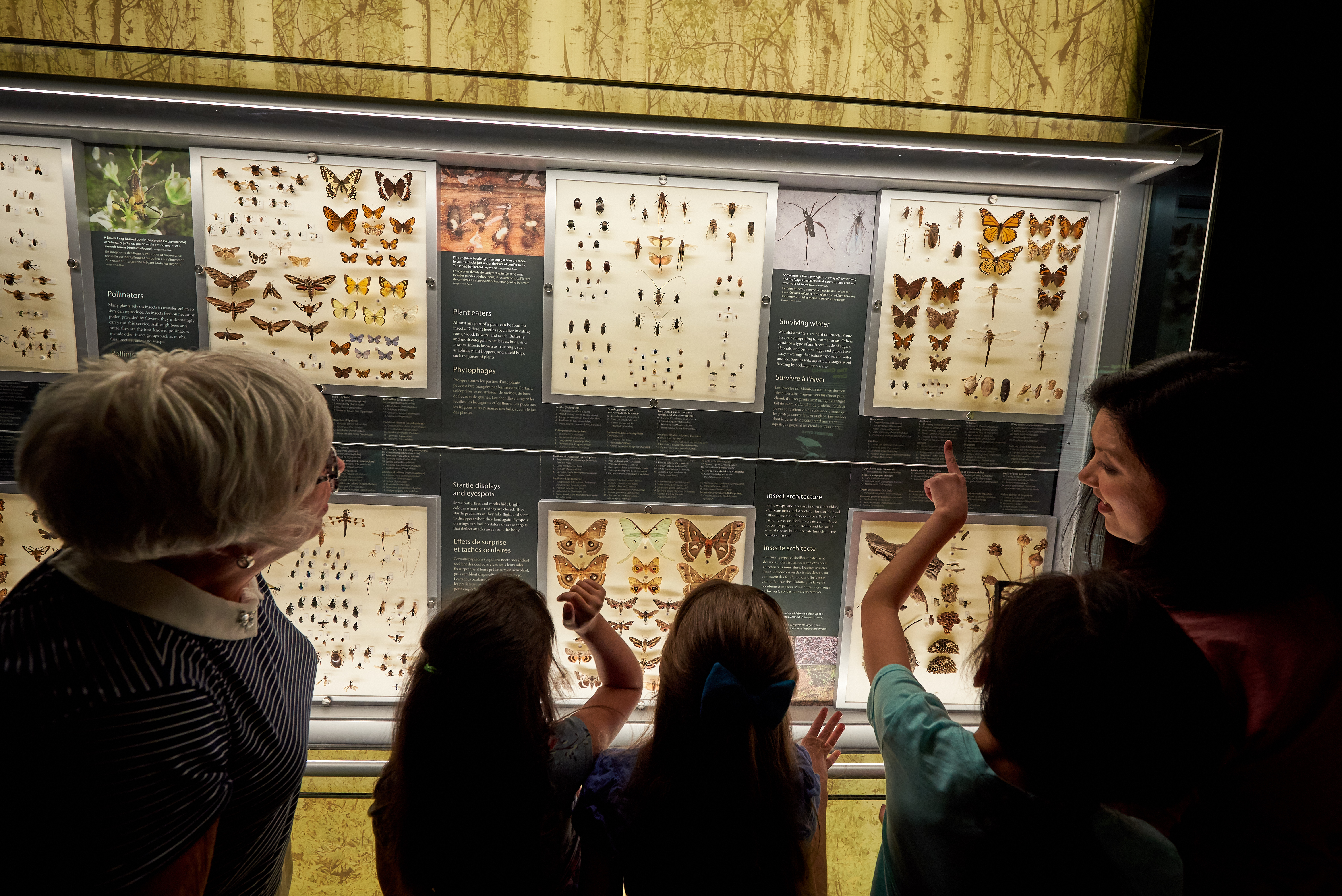 Two women and three children standing in front of a display of pinned insects, pointing at the exhibit.