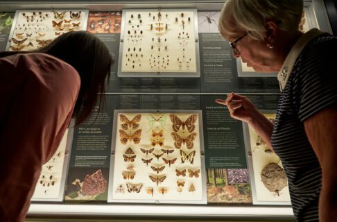 Two women standing in front of a case of pinned insects, mostly moths, leaning over the exhibit to take a closer look.