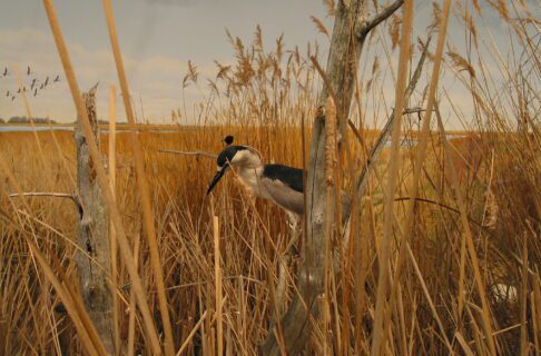 Diorama of a black-crowned night heron perched on a dead tree among cattails and reed grass in front of a painted backdrop of prairie marsh and blue sky.