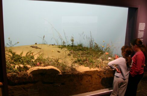 Two children stand in front of a diorama of a sand dune covered with cactus and other drought-tolerant plants, with a pocket gopher in its underground burrow visible in a cutaway section.