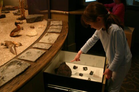 A child pointing at bison dung displayed in a pull-out drawer under a display case full of various plants and animals native to the parklands, and touchable animal track molds