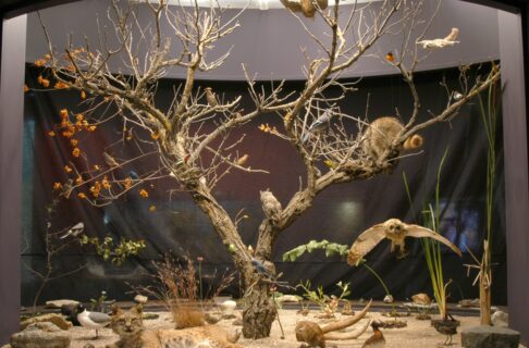 A display case containing a variety of preserved, life-like flowering plants, fungi, amphibians, birds, insects, mammals and reptiles.