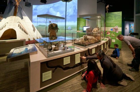 A family, two adults and two children, examining an underground view of ground squirrel burrows and cases full of taxidermied prairie birds and mammals. In the background, there is a full-sized tipi, artifact cases featuring First Nations’ clothing, and a large projection of a prairie scene on the wall.