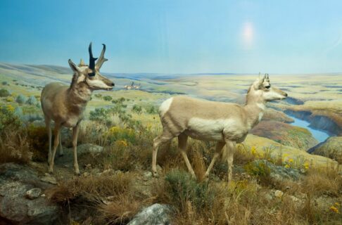 Diorama of two pronghorns standing amongst drought-tolerant grasses, low shrubs and herbs in a coulee with a painted mixed-grass prairie backdrop.